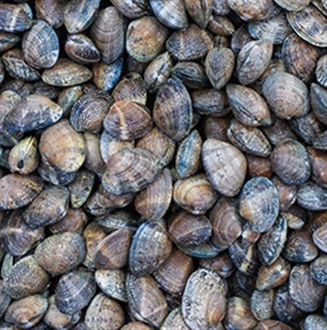 Manila Clams Live 5lb