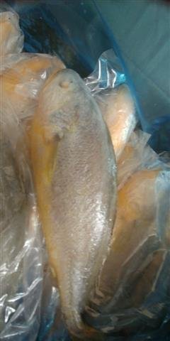Yellow Croaker Whole