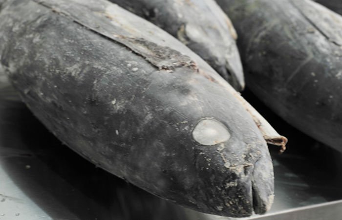 Albacore Tuna Quartered 15up BC