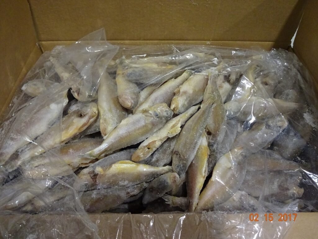 Yellow Croaker Small 50/70