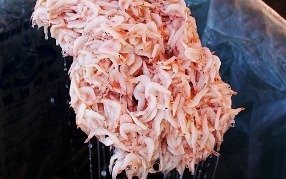 Salted Shrimp Meat 20kg