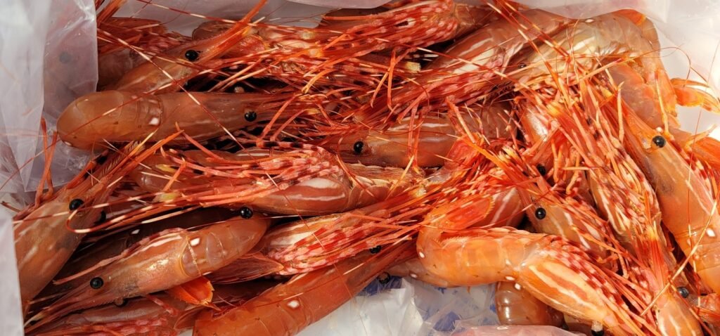 Live Spot Prawn
