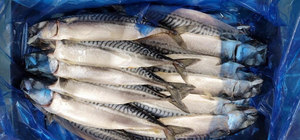 Mackerel Fillets Salted 10.2kg