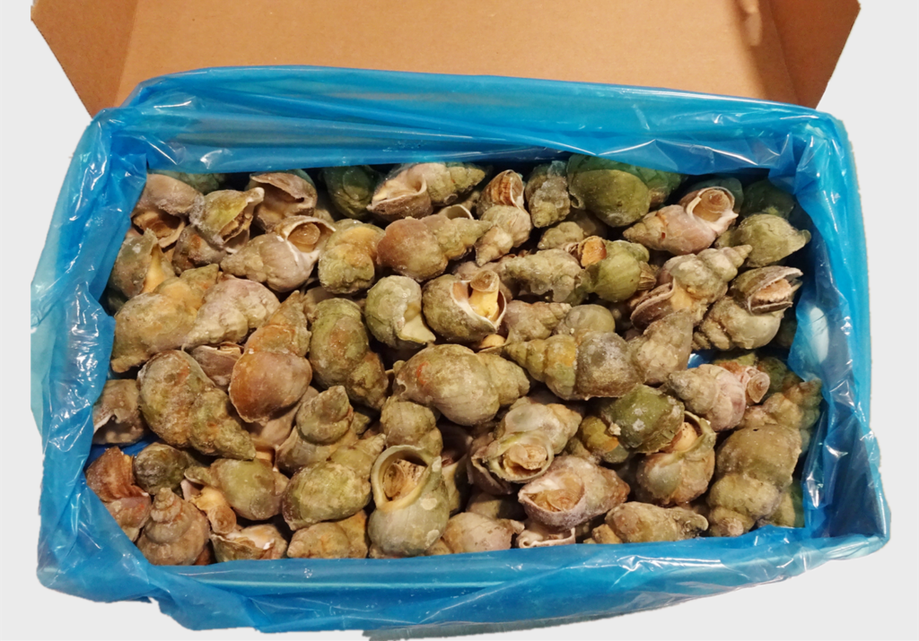 COOKED WHELK WHOLE IN SHELL LL 13KGS/CS