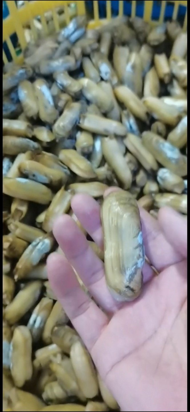 Razor Clam Whole Cooked 340g x 20pack 6.8kg